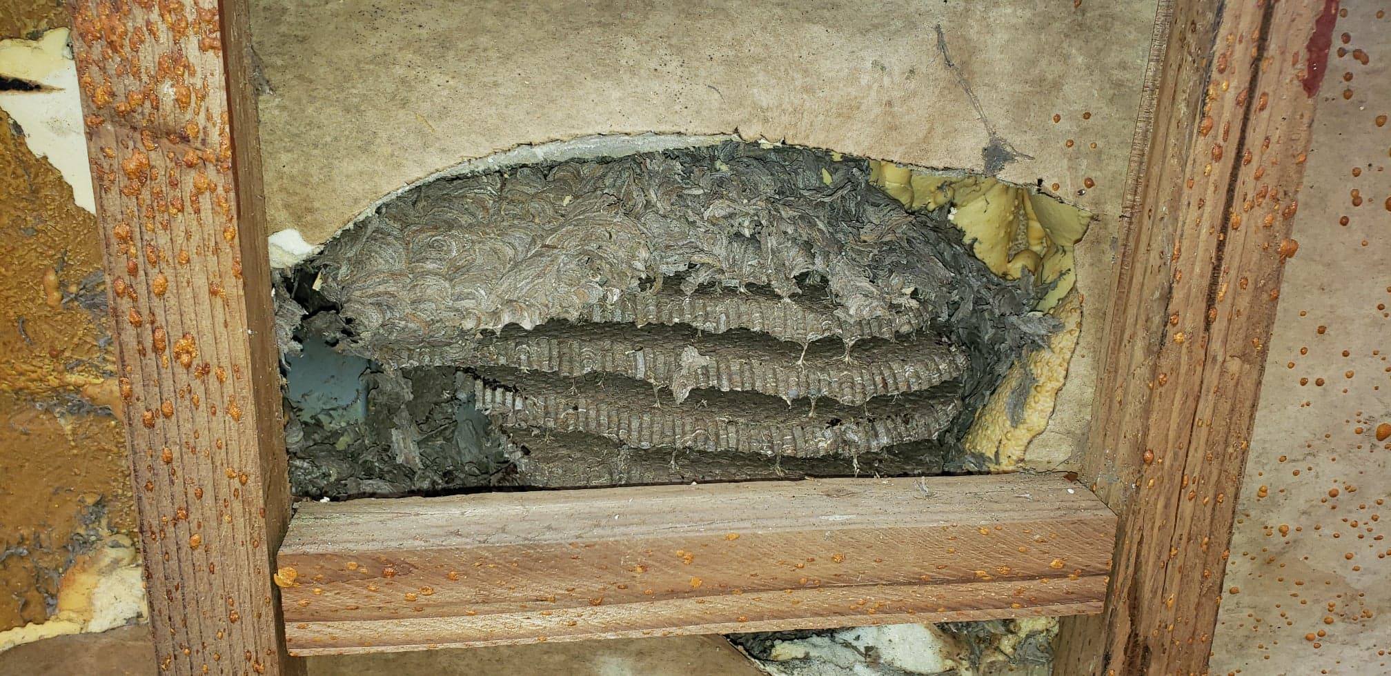 Old abandoned wasp nest discovered inside hot tub insulation